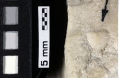 Foto (Detailansicht) von Goniodromites sp. (NHMW-GEO-1990-0041-0180b)